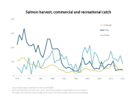 Chart showing 3 lines of salmon harvest - Chinook, Coho, Chum. Chum has risen slithly since the  1970, while Coho has declined dramatically, and Chinook has declined by half