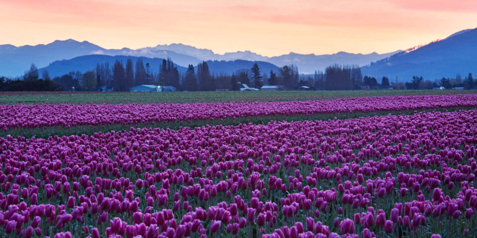 AdobeStock_256921343-aspect-ratio-959-480